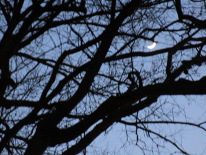 Moon:branches