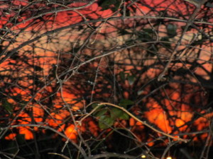 branches:sunset