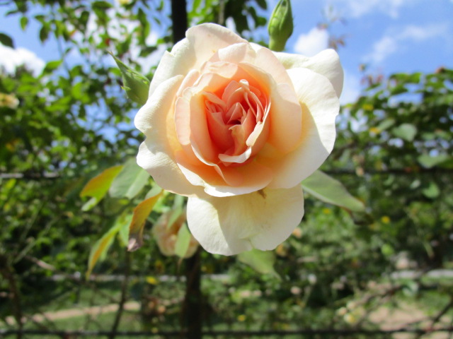 rose-peach
